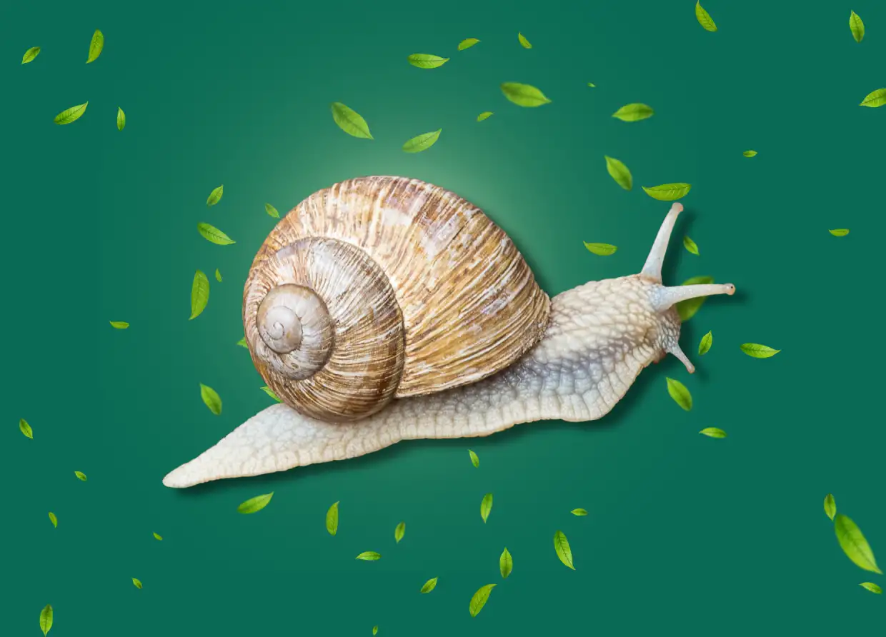 INDONESIAN SNAILS SHOW POTENTIAL AS HERBAL MEDICINE, BRIN RESEARCHER REVEALS